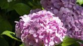 Alan Titchmarsh shares 2 easy tips to make hydrangeas ‘really shine’ all summer