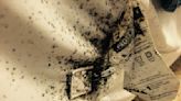 A 5-Star Hotel Won't Save You from Bedbugs