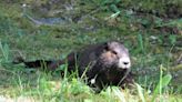 Great news: Canada's most endangered animal is making a comeback