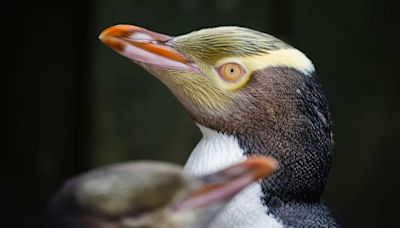 A shy penguin wins New Zealand’s bird election after campaign filled with memes and tattoos | CNN