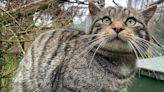 ‘Brink of extinction’: European wildcats avoided mixing with domestic cats for 2,000 years