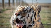 ‘Tiger King’ Helped Send Protection for Big Cats to Joe Biden’s Desk
