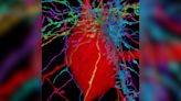 3D map plots human brain-cell 'antennae' in exquisite detail