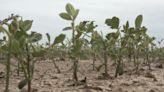 Arkansas farmers say massive hail damaged crops