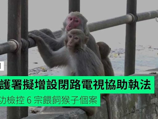 漁護署擬增設閉路電視協助執法 成功檢控 6 宗餵飼猴子個案
