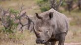 South African Scientists Inject Radioactive Material Into Horns Of Rhinos To Combat Poaching - News18