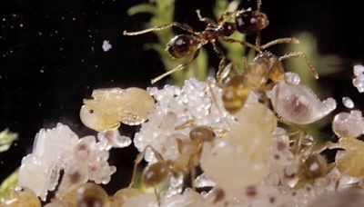 咖啡因助攻螞蟻導航效率！ 研究揭示控制入侵物種新策略