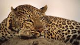 Australian study reveals surprising genetics of African leopards