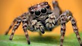 Only those with 'sniper vision' can spot spider in puzzle within 10 seconds