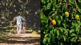 Reliance’s Mango Empire: How Mukesh Ambani transformed barren lands into largest orchard