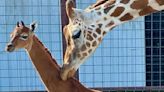 Zoo says it has welcomed a rare spotless giraffe