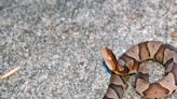 It’s baby copperhead season in SC and they’re born venomous. Here’s how to avoid them