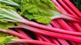 Beware: Your Rhubarb Can Potentially Make You Sick