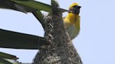 Baya weavers ‘own’ palm tree in Ottiyambakkam again