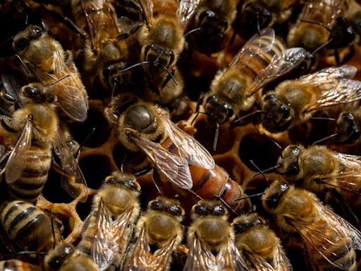 A little girl thought there were monsters in her wall. It was actually 50,000 bees