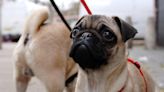 Flat-faced dogs ‘have 40% higher risk of shorter lives than other breeds’