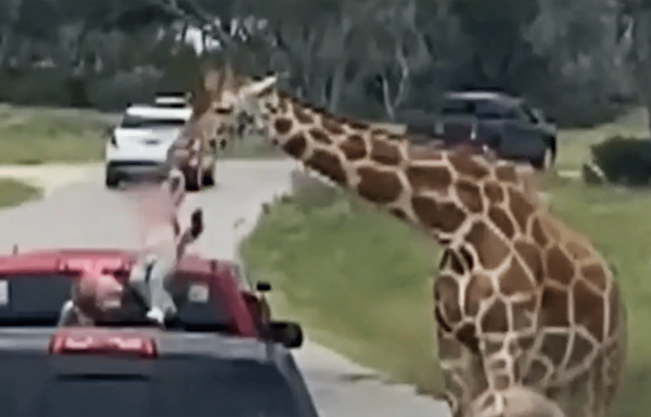 Giraffe lifts toddler out of a pickup truck at Texas wildlife center