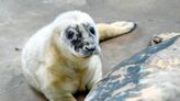 Meet the new grey seal pup born at Brookfield Zoo