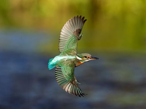 South Shropshire wildlife photographer captures green kingfisher in flight