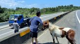 迷你馬跑上西濱快速道路 飼主已載回幸未釀禍