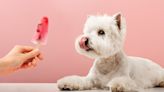 5 Pupsicle Treats That Your Dog Will Love