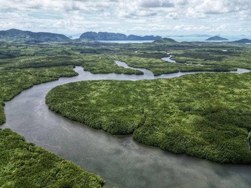 Spending time in Thailand’s ancient mangroves could be the path to peace