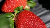 Strawberry season has begun in Tulare County despite Mother Nature's winter fury