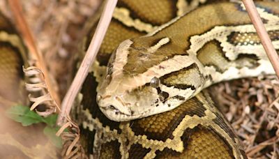 Most common invasive species in Fort Myers and Naples: Here's what to look for