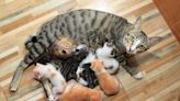 New cat mom suddenly brings kittens to owner's bed: "She trusts you"