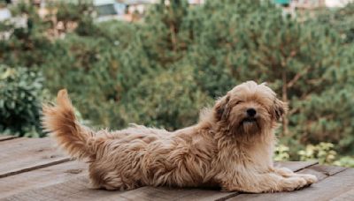 Hungry Norfolk Terrier Living in Italy Gets Caught Sneaking to Deli to Beg for Meat