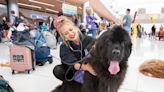 Denver just clinched the record for the world's largest animal therapy airport program from LAX. Take a look at how its team of dogs entertain passengers.