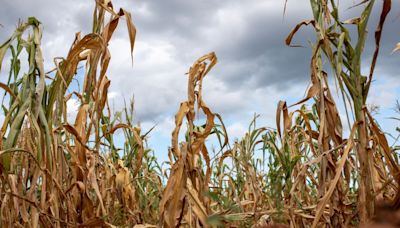 Zimbabwe to Get 300,000-Ton Corn Delivery to Aid Drought Impact