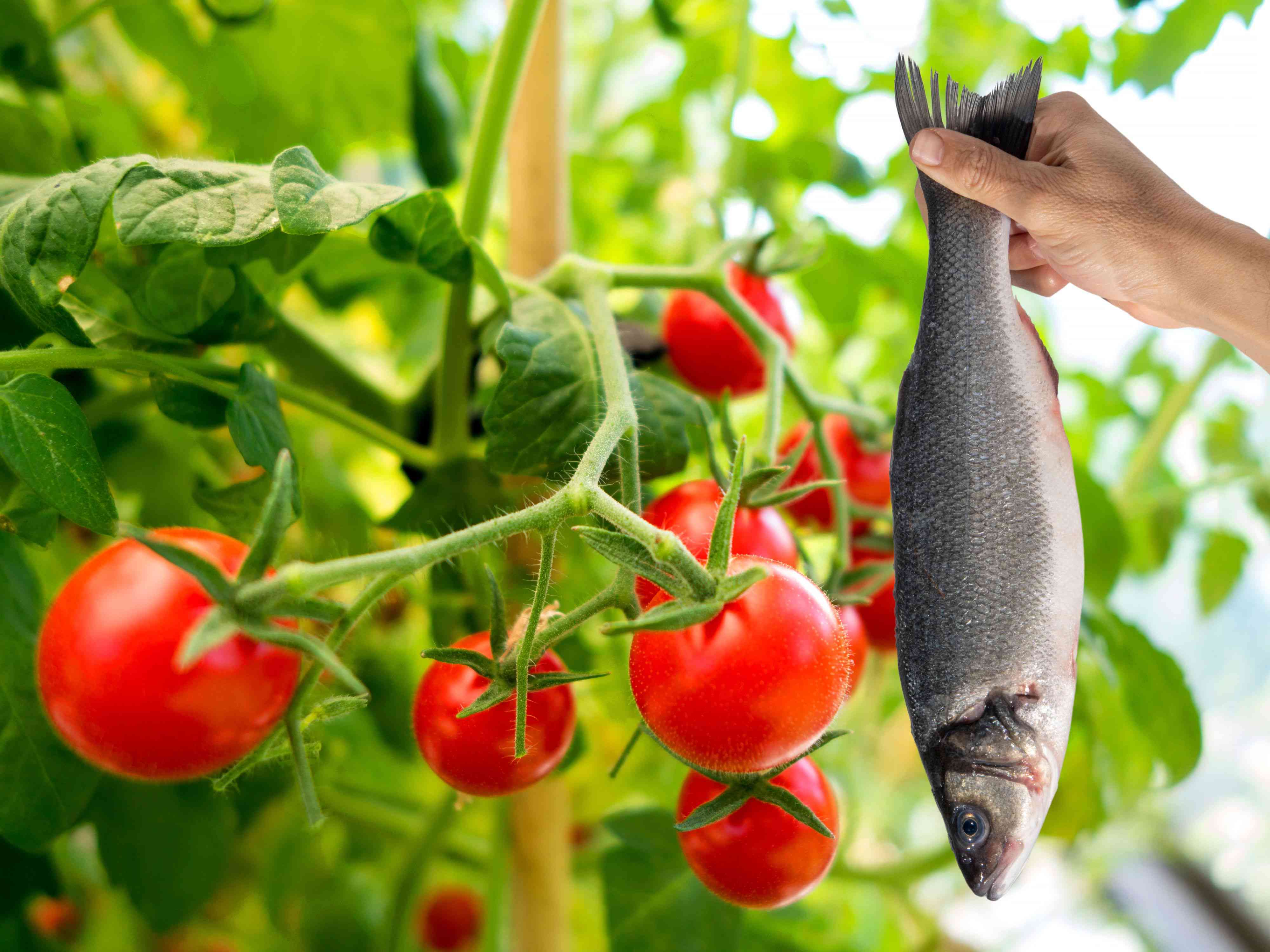 I Learned This Weird Tomato-Growing Hack From a Friend—And It’s Actually Genius