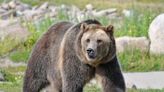 Wildlife Photographer Goes Eye-to-Eye with Brown Bear and the Resulting Image Is Jaw-Dropping