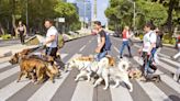 Regulan la eutanasia para animales en la Ciudad de México; publican ley