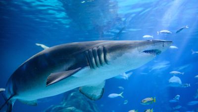 Spotting shark activity early can keep you safe from attacks