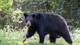 Northern NJ Residents Urged To Beware Of Black Bears | 103.7 NNJ