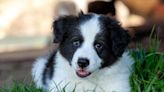 Border Collie Puppies: Cute Pictures and Facts
