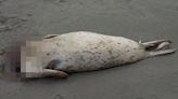 Scientists solved the mystery of headless seals on California beaches