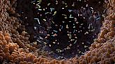 New antibiotic based on AstraZeneca drugs kills off deadly bacteria, spares the good guys