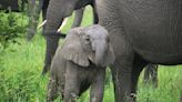 Rescued Baby Elephant Being Shown Love by New Adoptive Family Is Everything