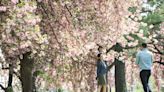 At the Cherry Blossom Festival, see the blooms before they’re gone