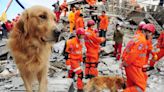 Specially-Trained Rescue Dogs Sent to Turkey to Help Find Earthquake Survivors