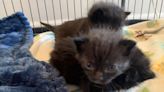 Kittens abandoned at Capital Area Humane Society