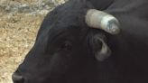 'Midnight Magic'| Meet one of the happiest buckin' bulls in the business