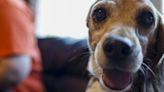 Beagle breeding facility gets $35M fine