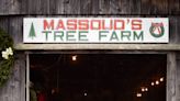 15 Christmas tree farms around Utica, NY: Guide with map, hours, prices