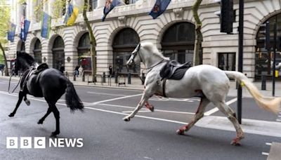 Four injured as runaway military horses bolt through central London