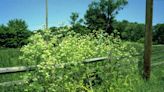 Poison hemlock grows across Washington state. Here’s how to identify the deadly plant