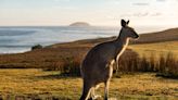 Shooting kangaroos urged by some Australians as animal boom looms